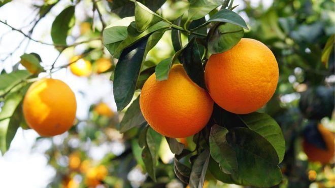 Por qué el descubrimiento de que todos los cítricos del mundo provienen de los mismos árboles en Asia es una gran noticia para los amantes de esas frutas