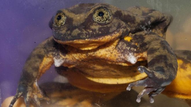 Romeo: la rana boliviana que lleva 9 años buscando una hembra para aparearse y podría ser la última de su especie