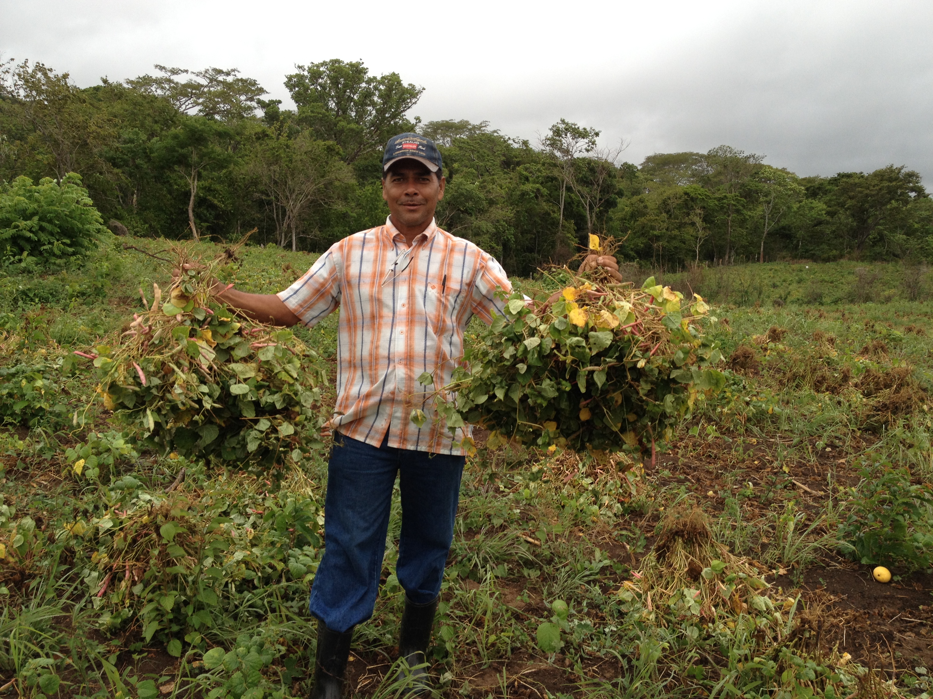 Conocimiento y experiencia indígena y campesina sobre semillas criollas es fundamental