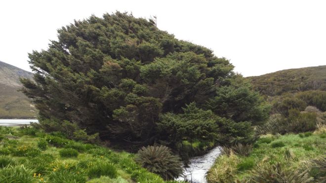 Así es el árbol «más solitario» de la Tierra y qué dice sobre la humanidad