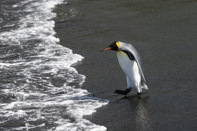 pingüinos rey, cambio climático, pingüinos