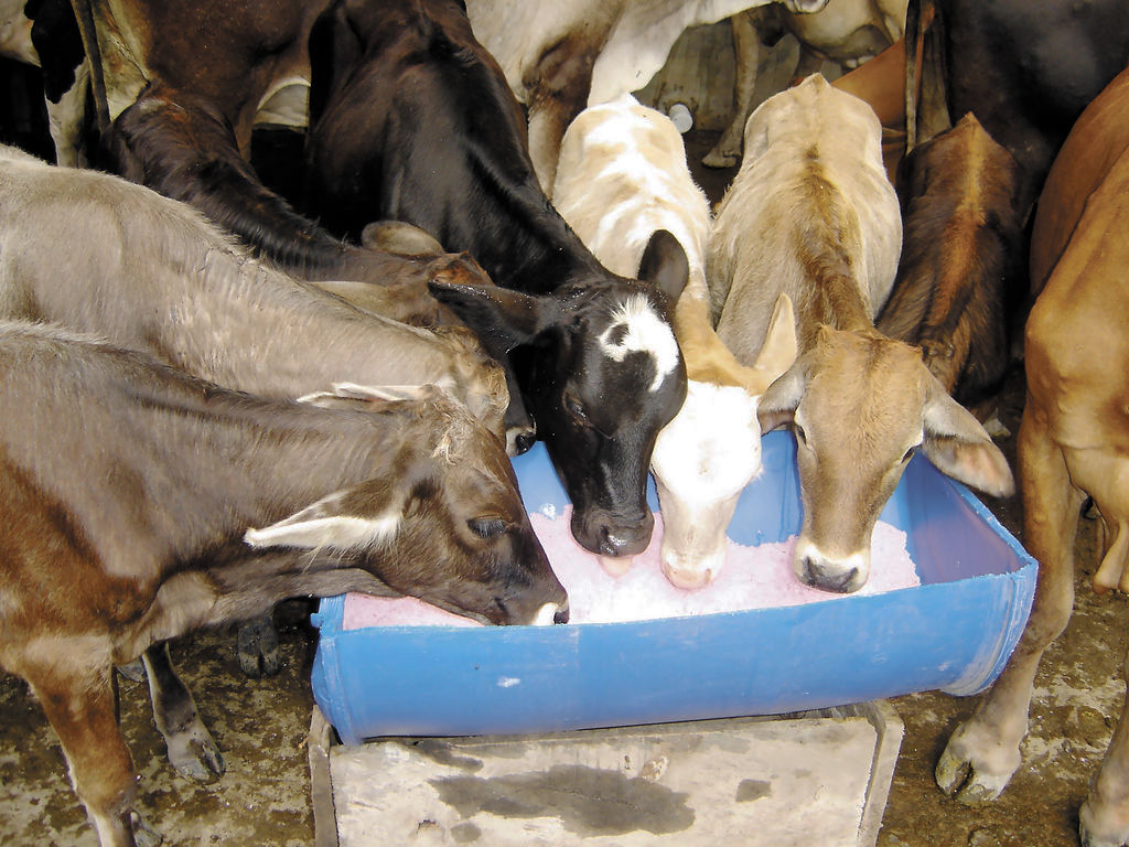 Chinandega solo tiene un técnico para trazabilidad bovina