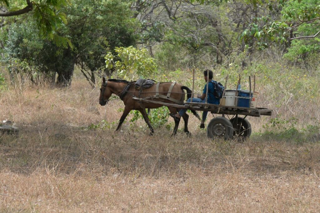 La sequía afecta al ganado, los cultivos y a las familias