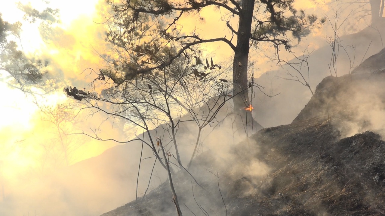 Incendio forestal consume ocho manzanas de bosque de pino en Dipilto