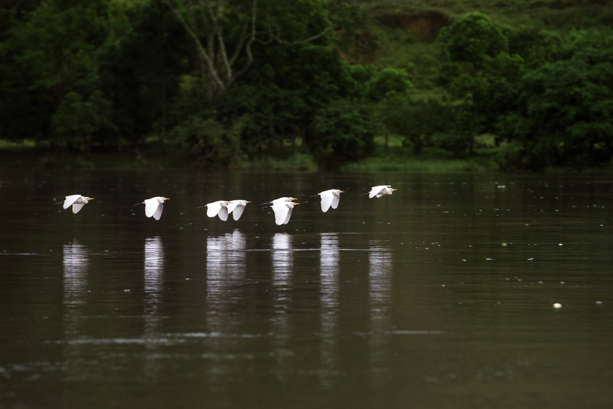 Un grupo de garzas sobrevuela la quietud del río San Juan. Es común contemplar el reflejo de las aguas que asemejan espejos gracias al calmadísimo caudal. LA PRENSA / Jader Flores