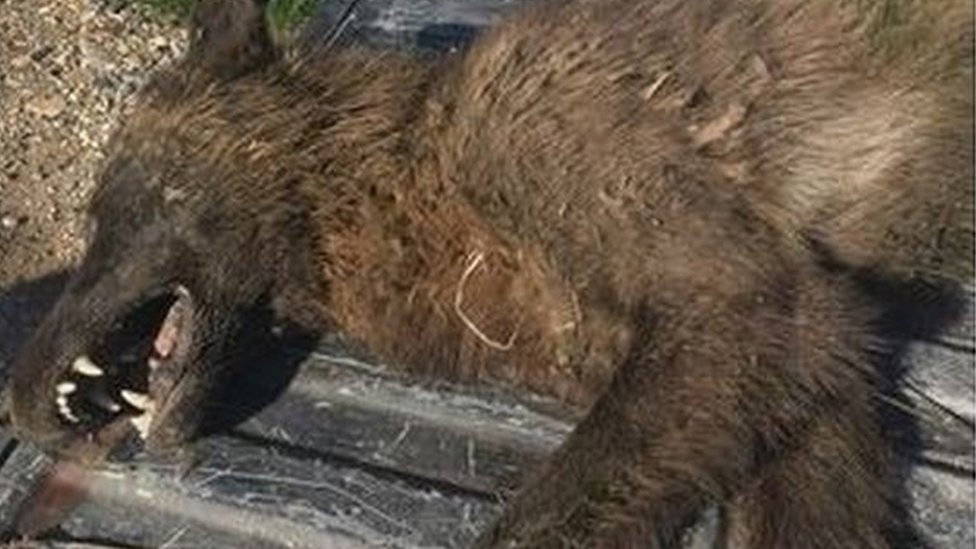 Las teorías sobre la extraña criatura hallada en Estados Unidos que «parece un lobo» pero no lo es