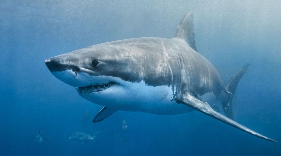 El enigma de los tiburones que aparecieron sin sus hígados, extraídos con «precisión casi quirúrgica»