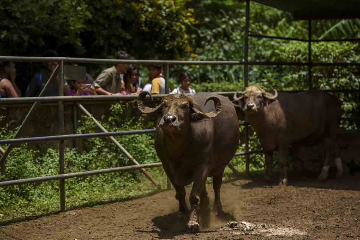 zoologico nacional, animales, búfalos
