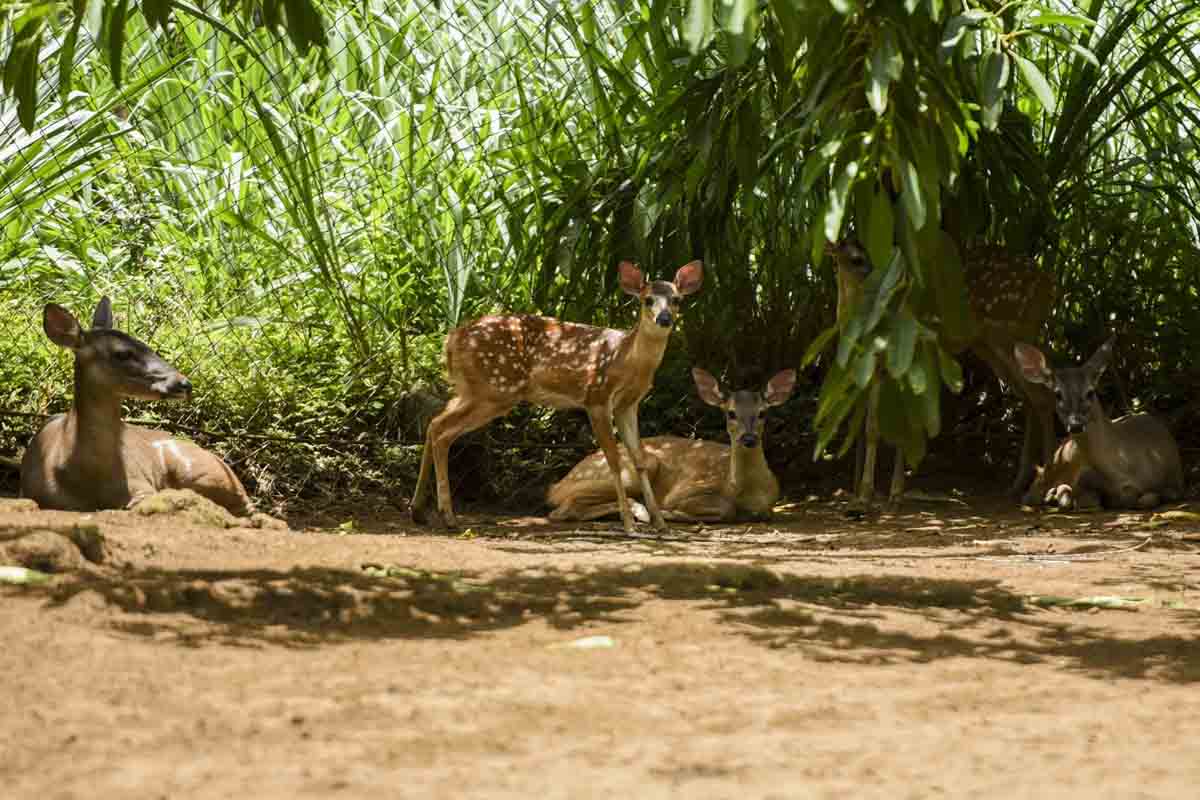 zoologico nacional