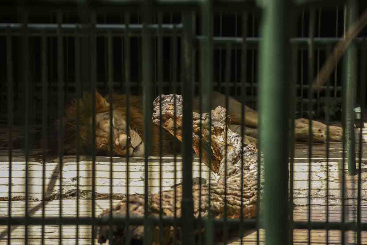 zoologico nacional