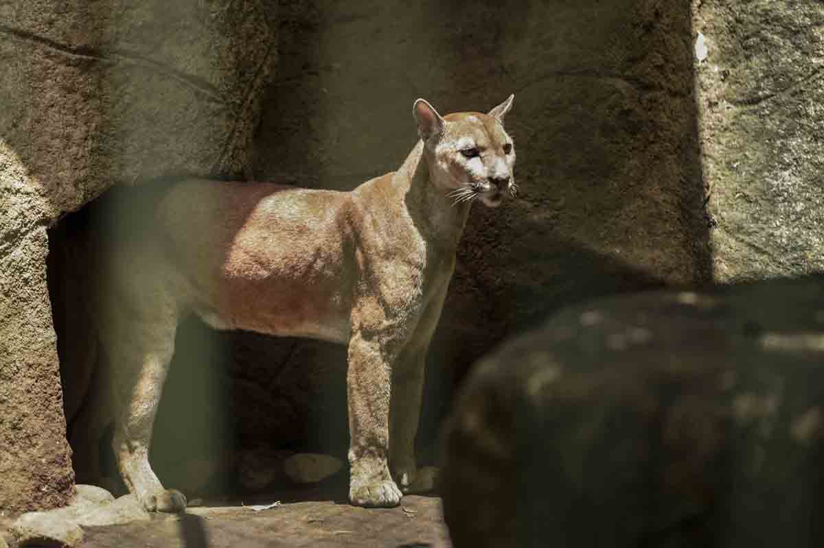zoologico nacional