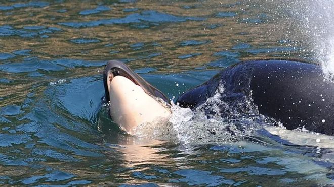 La orca que arrastró durante 17 días y más de 1.600 kilómetros a su cría muerta y finalmente la soltó