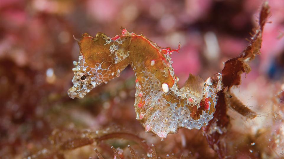 Japapigu, el increíble y diminuto caballito de mar descubierto en Japón que cabe en tu uña