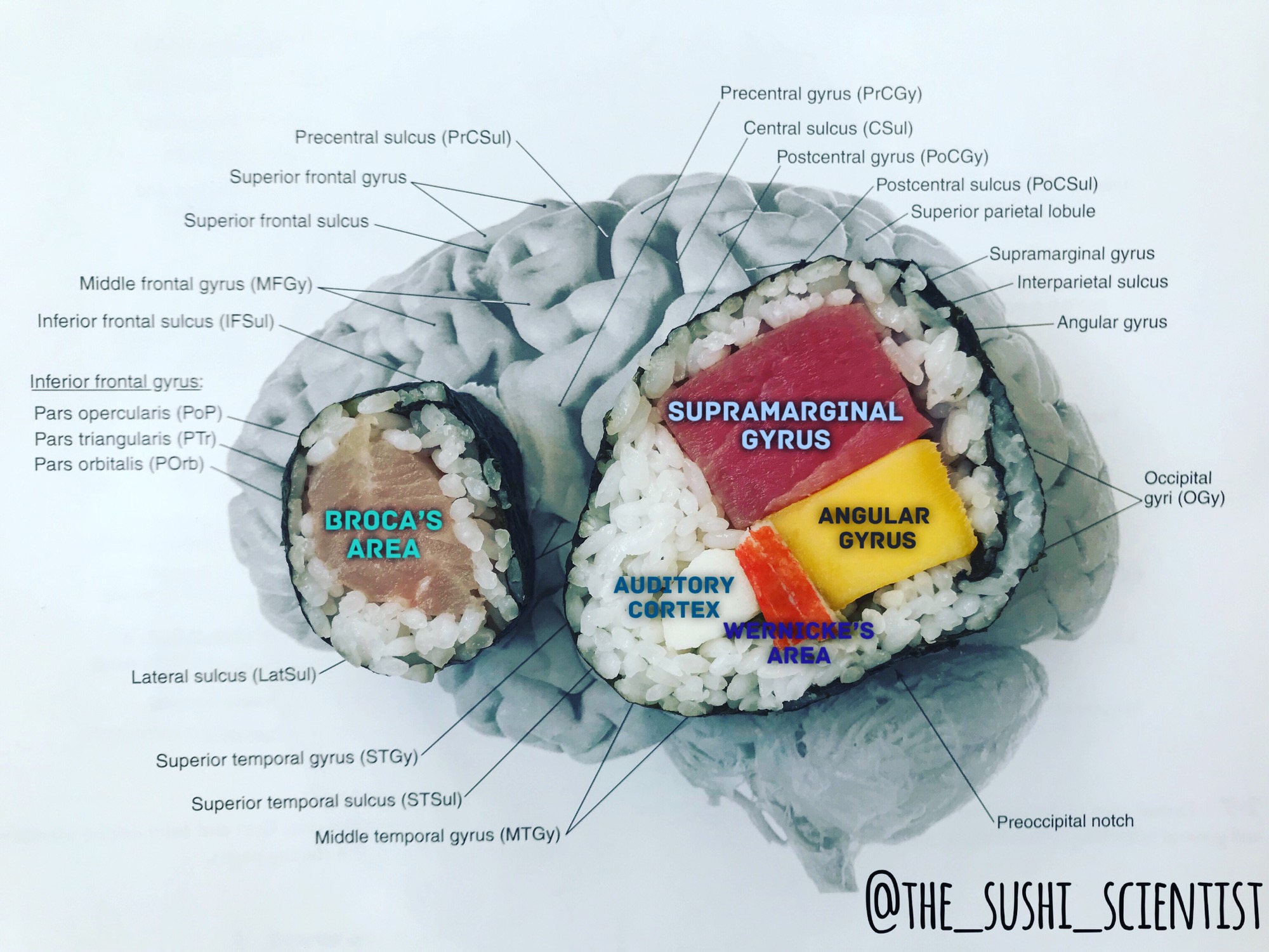 La científica que usa sushi para explicar el funcionamiento del cerebro