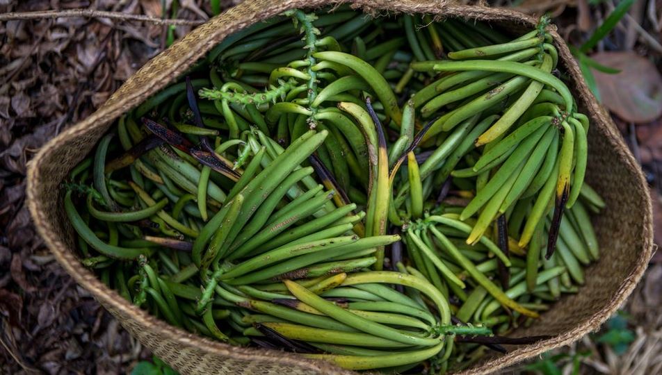 Vainilla de Madagascar: el codiciado sabor que desencadenó una espiral de violencia en el país africano