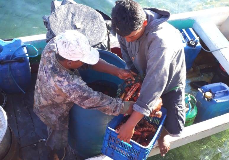 Muere un hondureño que pescaba ilegalmente pepino de mar en Bilwi