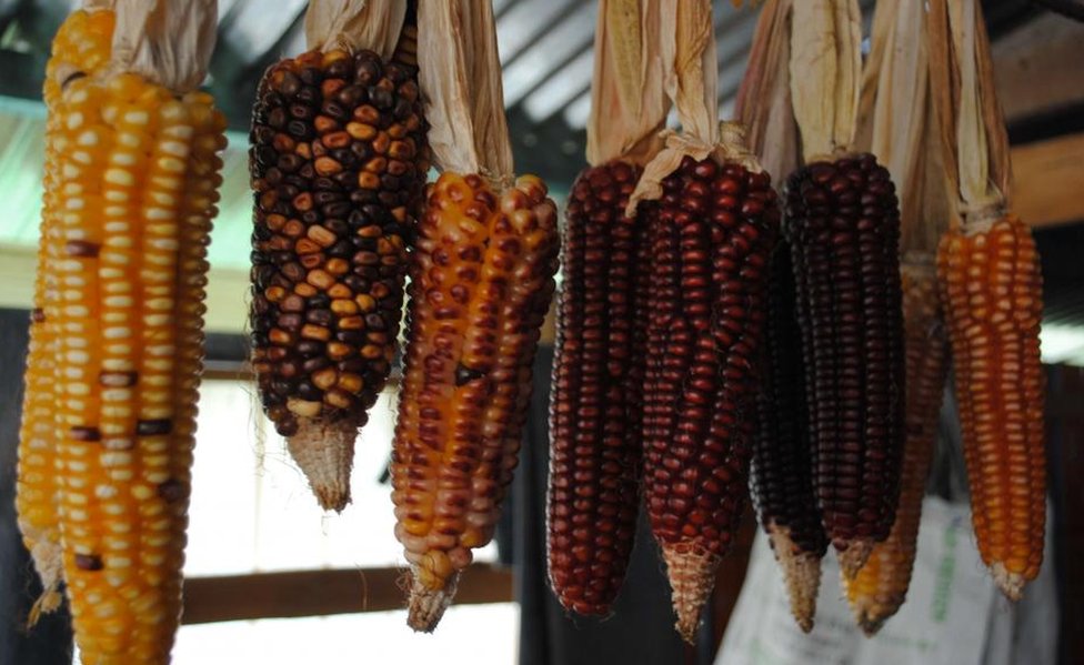 El extraordinario maíz de México que se fertiliza a sí mismo y que puede revolucionar la agricultura en el mundo