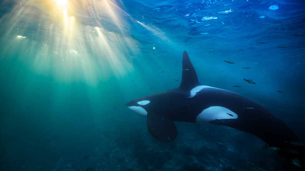 Orcas: el asesino silencioso que está acabando con ellas en varios mares del mundo