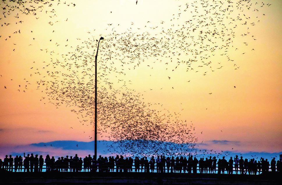 Los murciélagos de Austin: las fascinantes razones por las que cientos de miles migran desde México hacia un puente en Estados Unidos