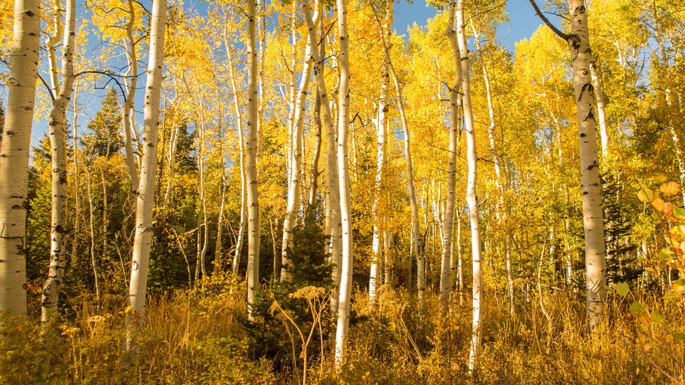 Por qué está muriendo Pando, uno de los seres vivos más grandes del mundo