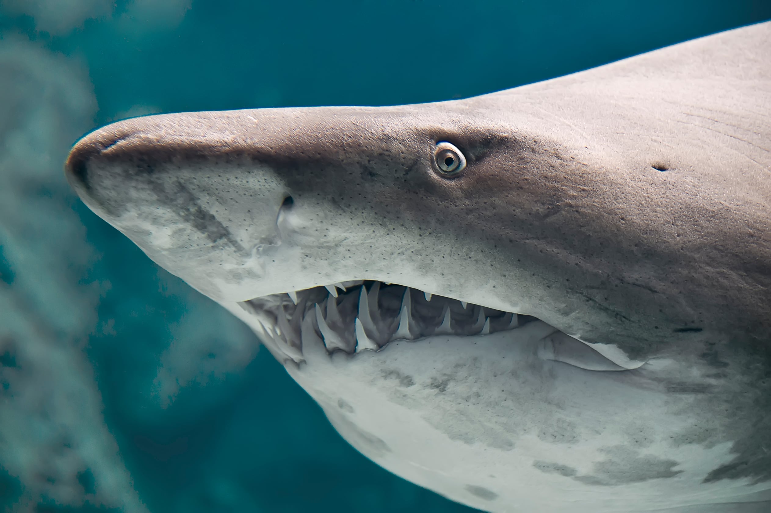 Los tiburones de "agua dulce" que se capturaban en el Lago Cocibolca eran de la especie Toro. LA PRENSA/ ARCHIVO