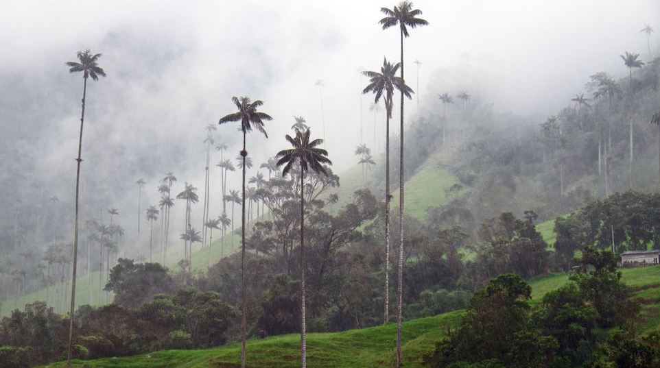 Por qué la palma de cera, el árbol nacional de Colombia, podría estar a punto de extinguirse (y la mayoría de los colombianos no lo sabe)