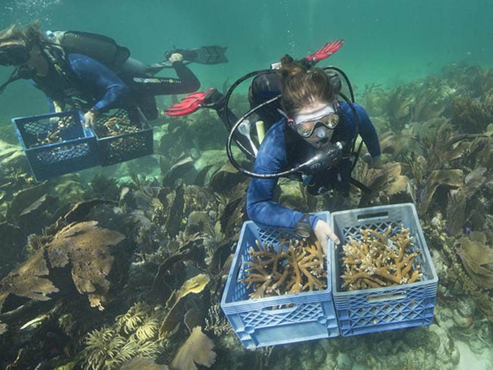 Restauran arrecifes de coral para mejorar producción en el Caribe de Nicaragua