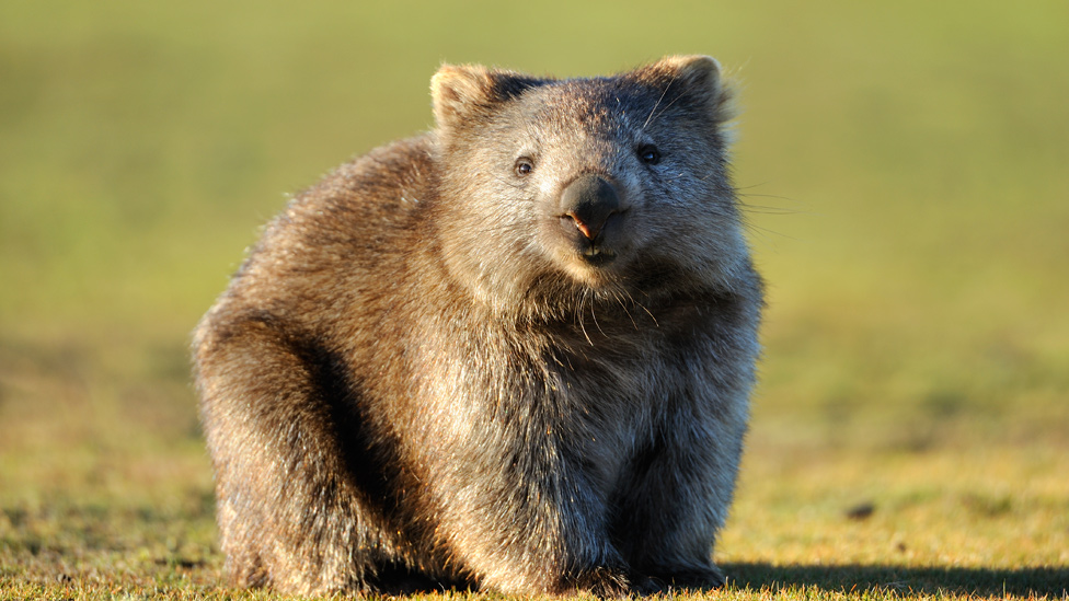 Revelan el misterio del animal que produce heces en forma de cubo