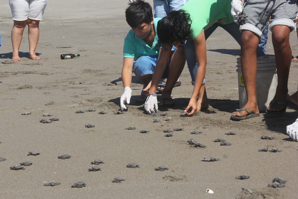 tortugas