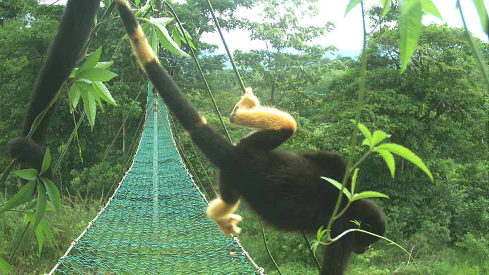 El misterio de los monos de Costa Rica que se están volviendo amarillos