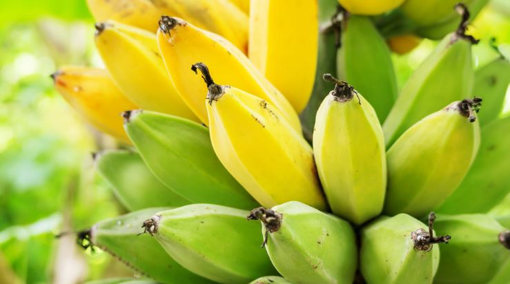 Cómo Holanda logró su primera cosecha de banano sin usar tierra