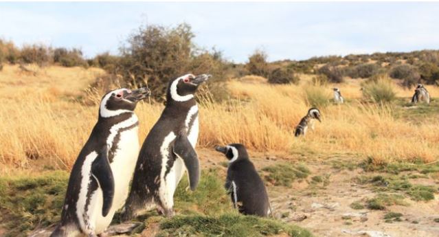 Por qué la gran mayoría de los pingüinos que aparecen varados o muertos en las costas de Sudamérica son hembras