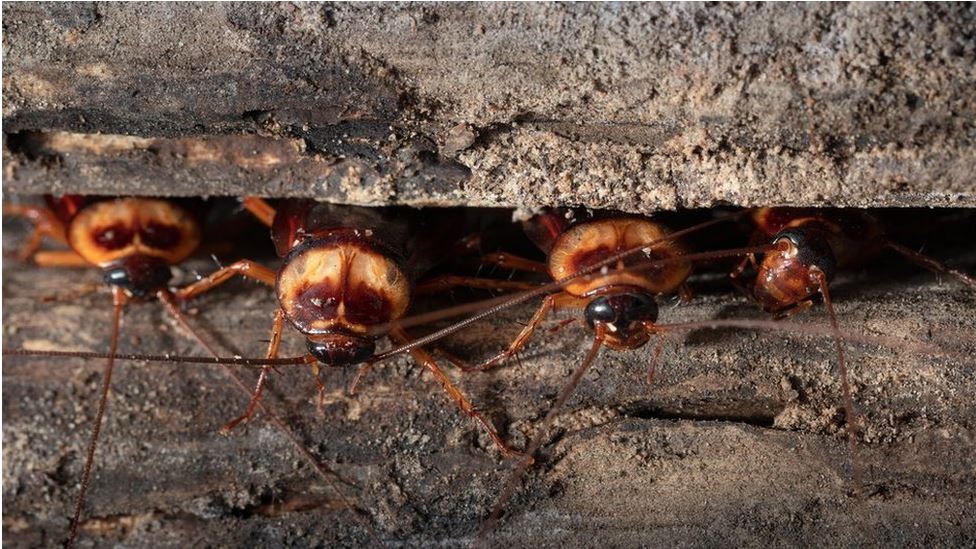 Por qué hay cada vez más cucarachas y moscas al tiempo que se extinguen las mariposas y las abejas
