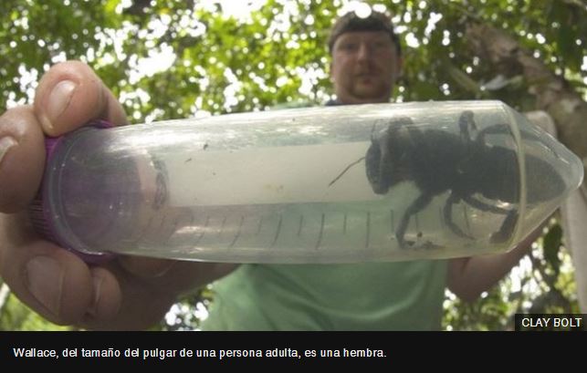 Encuentran la abeja más grande del mundo: es «un bulldog volador»