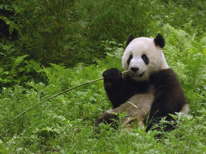 Panda