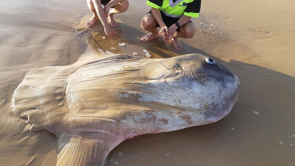 Encuentran un pez luna gigante en una playa del sur de Australia