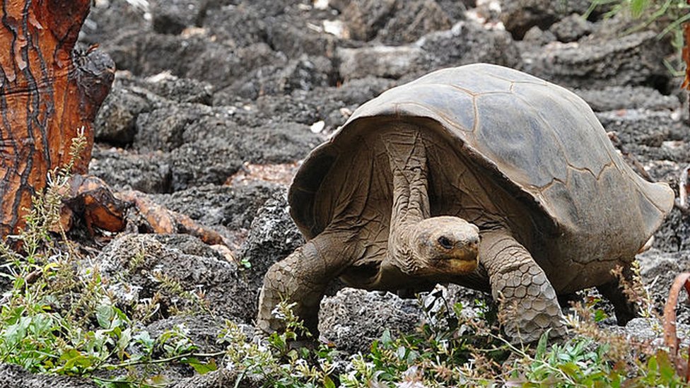 Día de la Tierra: 4 animales que desaparecieron de América Latina en los últimos 15 años