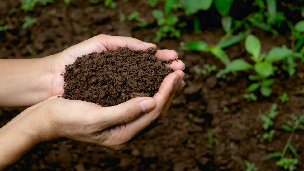La revolucionaria ley que permite convertir los cadáveres humanos en abono para jardines