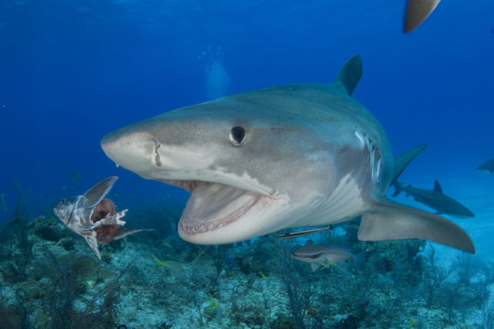 tiburones