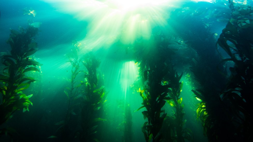 Cómo son los exuberantes bosques submarinos del Ártico (y por qué están creciendo mientras en otras partes del océano desaparecen)