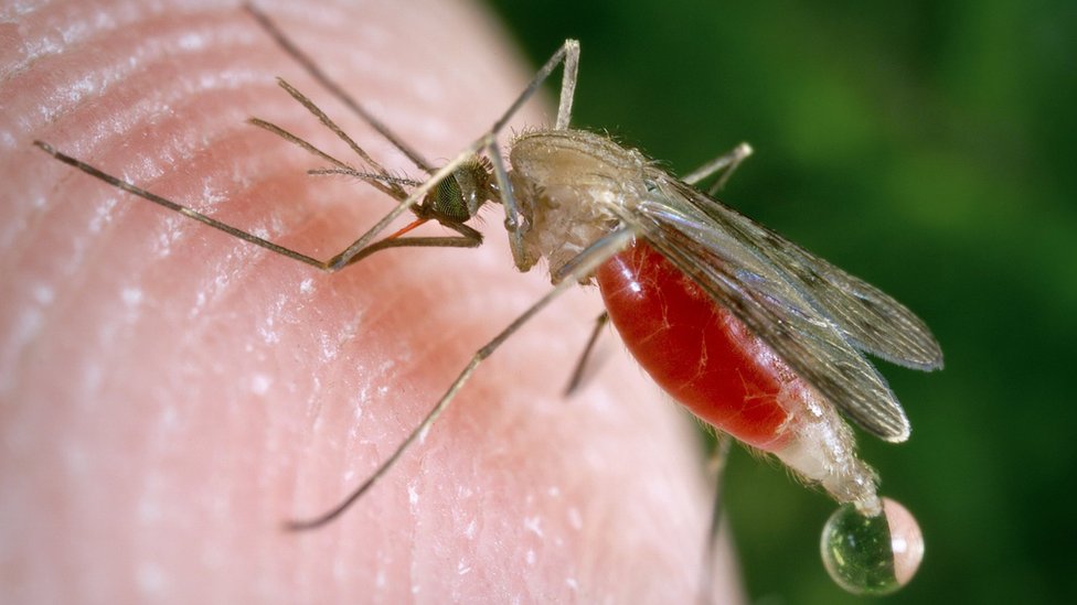 El hongo modificado genéticamente que mata al «99% de los mosquitos que transmiten la malaria»