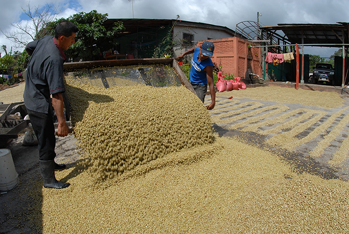 Conacafé se queja de retención de 1 dólar por cada quintal café exportado y pide a Ortega salvavidas para los productores