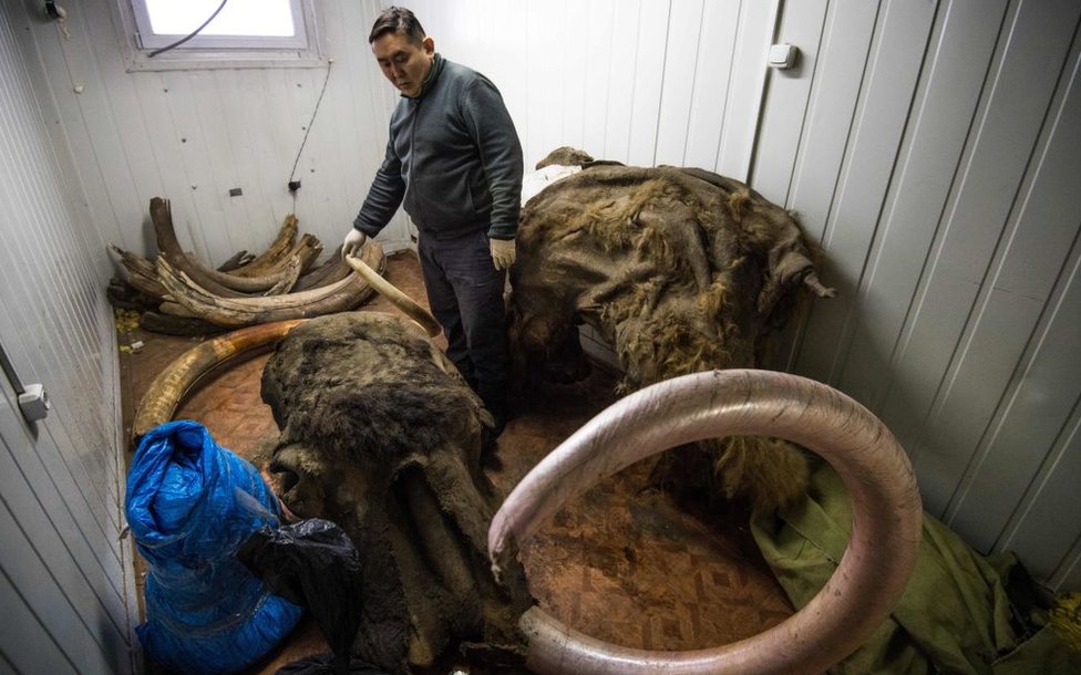 Fiebre del oro blanco, Rusia, China