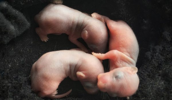 Qué son los «humanimales» y cómo Japón quiere ser el primer país en apoyar su desarrollo