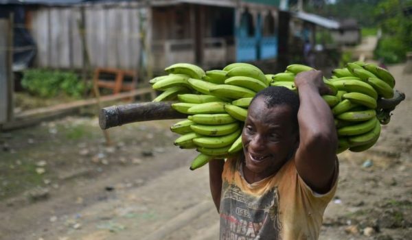 Fusarium R4T, el devastador hongo por el que declaran la primera emergencia nacional en América Latina y que preocupa a la industria del banano