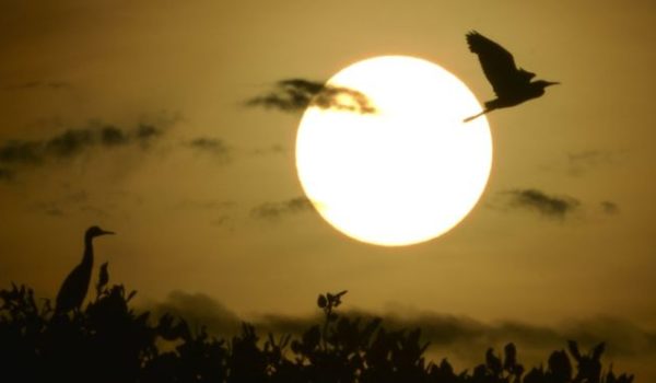 Los eclipses y las extrañas reacciones que provocan en los animales