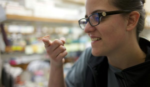 Científicos crean lagartijas albinas, primer reptil modificado genéticamente