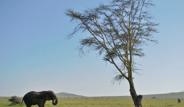 La venta de elefantes de África a los zoos queda prácticamente prohibida