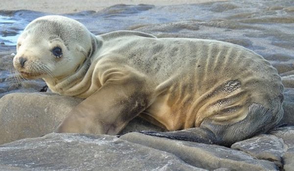 El «Blob», la preocupante masa de agua caliente que está apareciendo frente a las costas de California