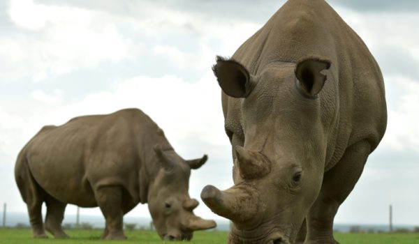 Crean dos embriones para salvar de la extinción al rinoceronte blanco del Norte